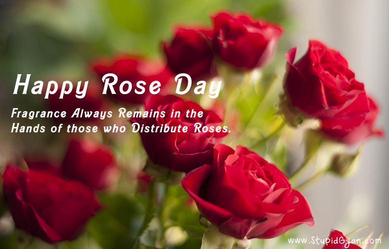 Happy Rose Day - February 7 - Valentine Week